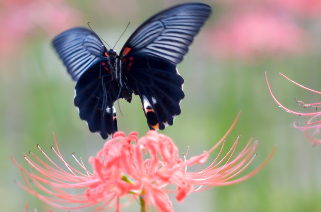 全開のクロアゲハ！/(新)◆花・草木＋α