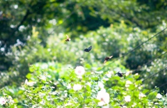 編隊飛行…？/(新)◆花・草木＋α