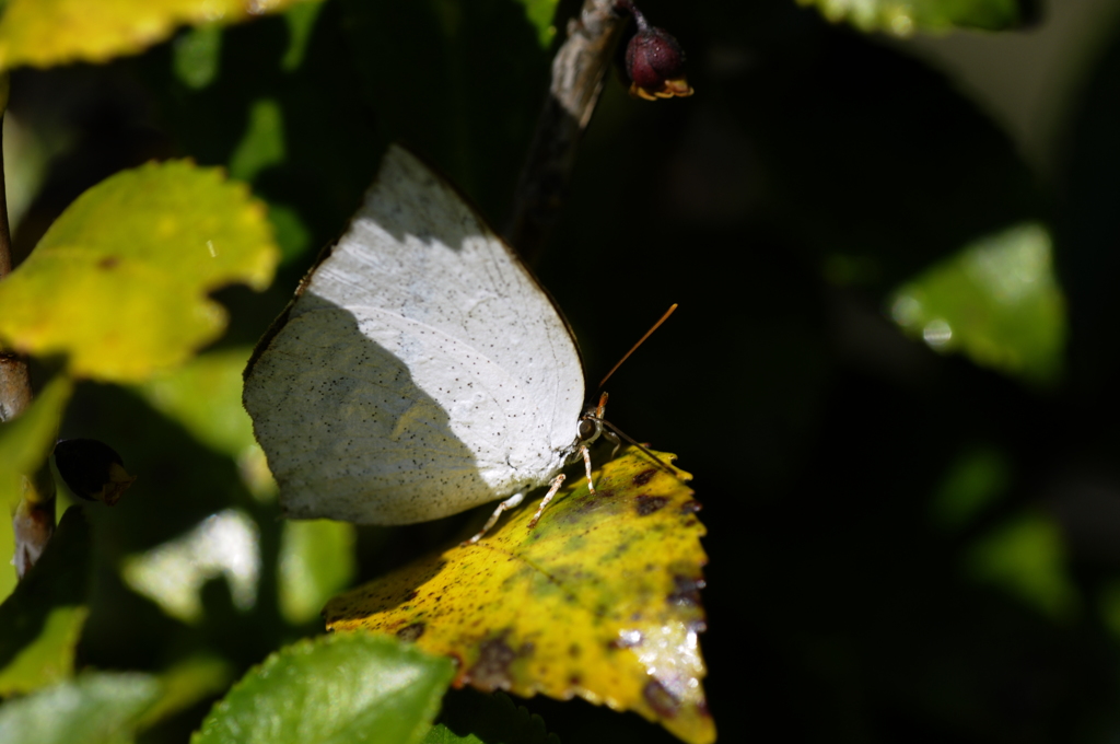 ウラギンシジミ/花・草木+α