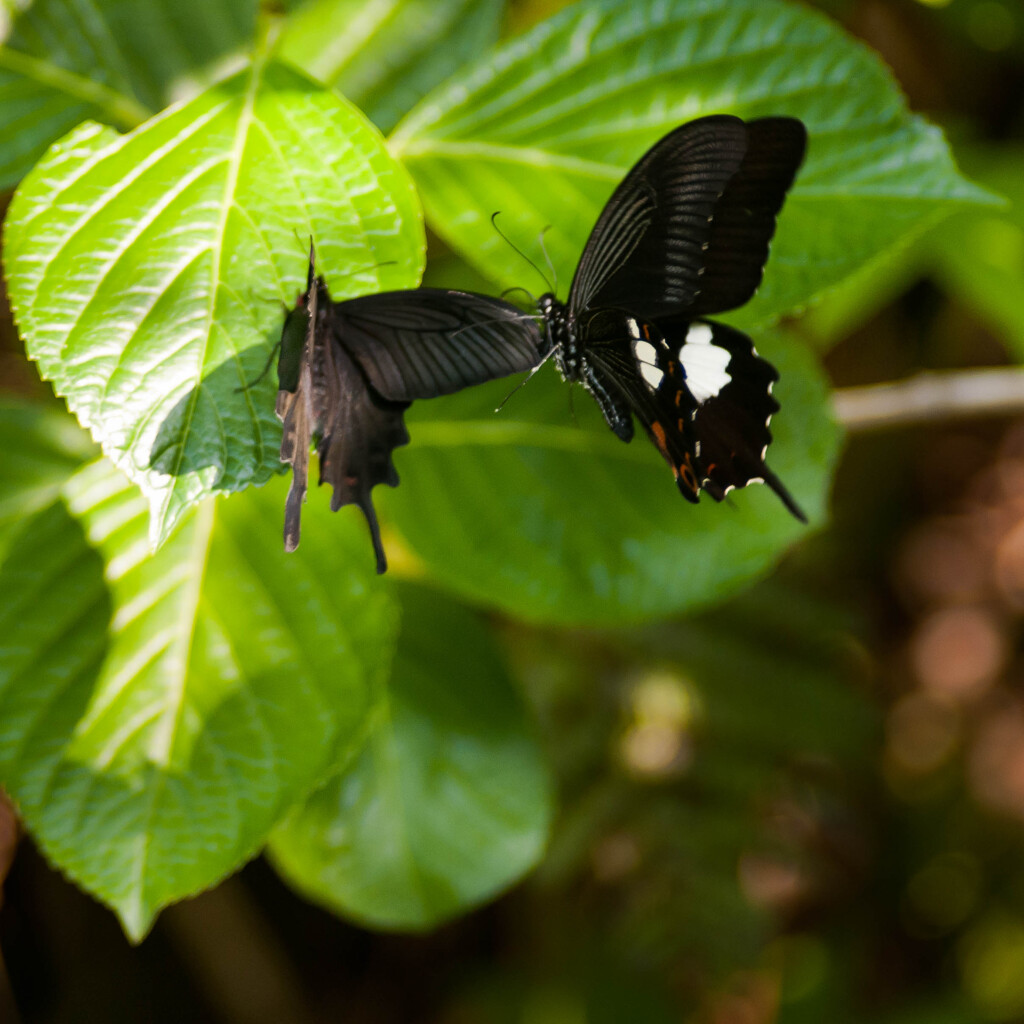 在庫放出です・1