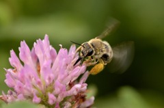 ミツバチ２題　①/花・草木＋α