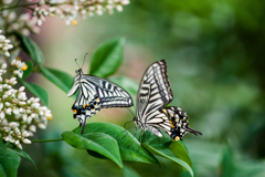 アゲハ歓喜の舞・２/新・花・草木+α