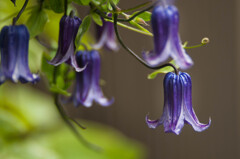 リンドウ？ / 私的花・草木