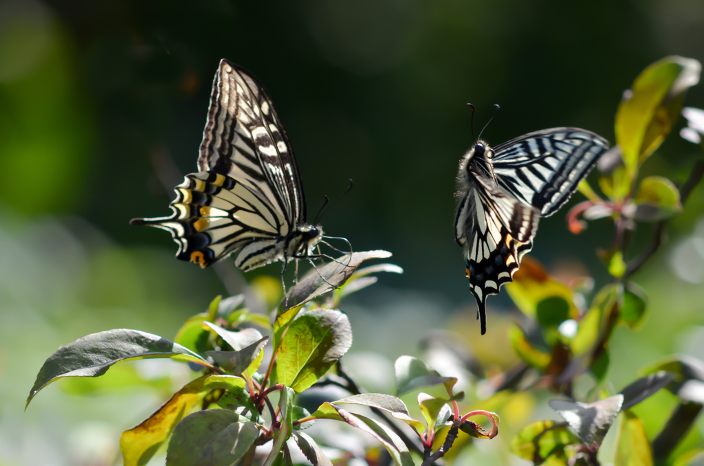 在庫整理７　①/花・草木＋α