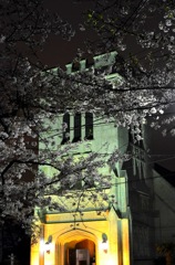 横浜/教会の夜桜
