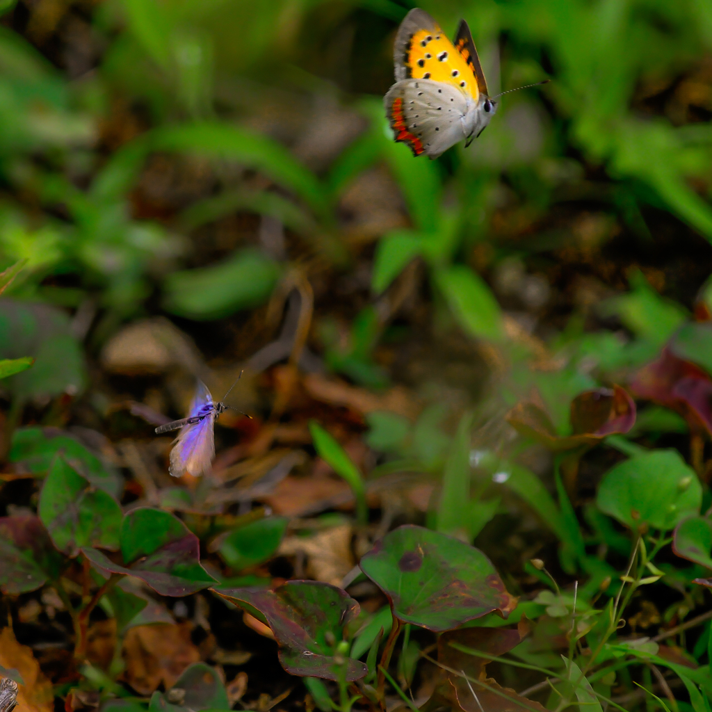 シジミ二頭撮り/(新)花・草木+α