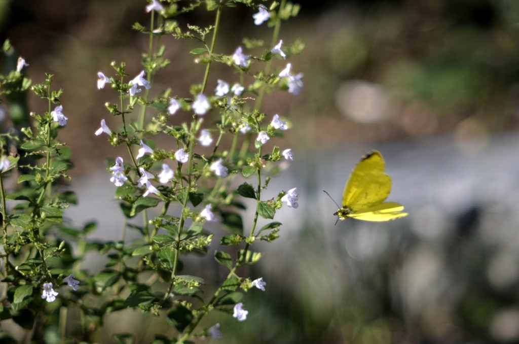 花・草木＋α/虫撮りの神様に感謝！３題　①