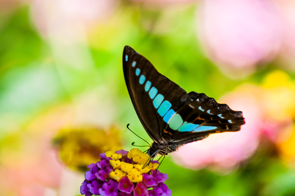 チョウも花も綺麗だなー/(新)◆花・草木+α