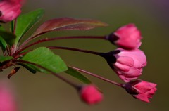 花・草木
