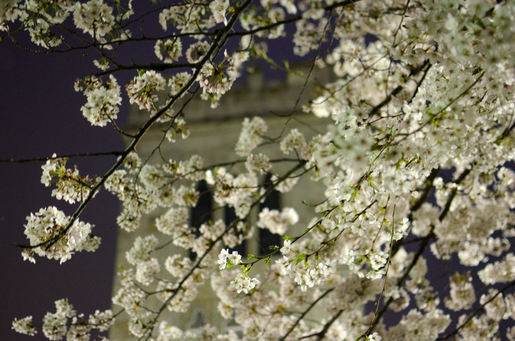 横浜の桜/新・私的花・草木