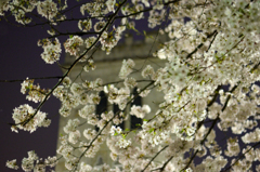 横浜の桜/新・私的花・草木