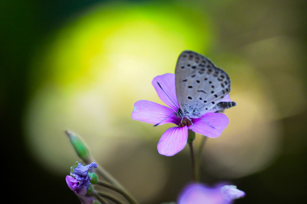 シジミチョウ・1