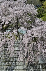 横浜/ご近所のしだれ桜