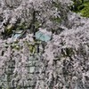 横浜/ご近所のしだれ桜