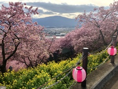河津桜満開/iphoneスケッチ・29