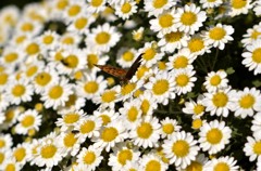 花・草木＋α/←表題通り2題　②