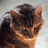 逆光の愛猫/私的猫