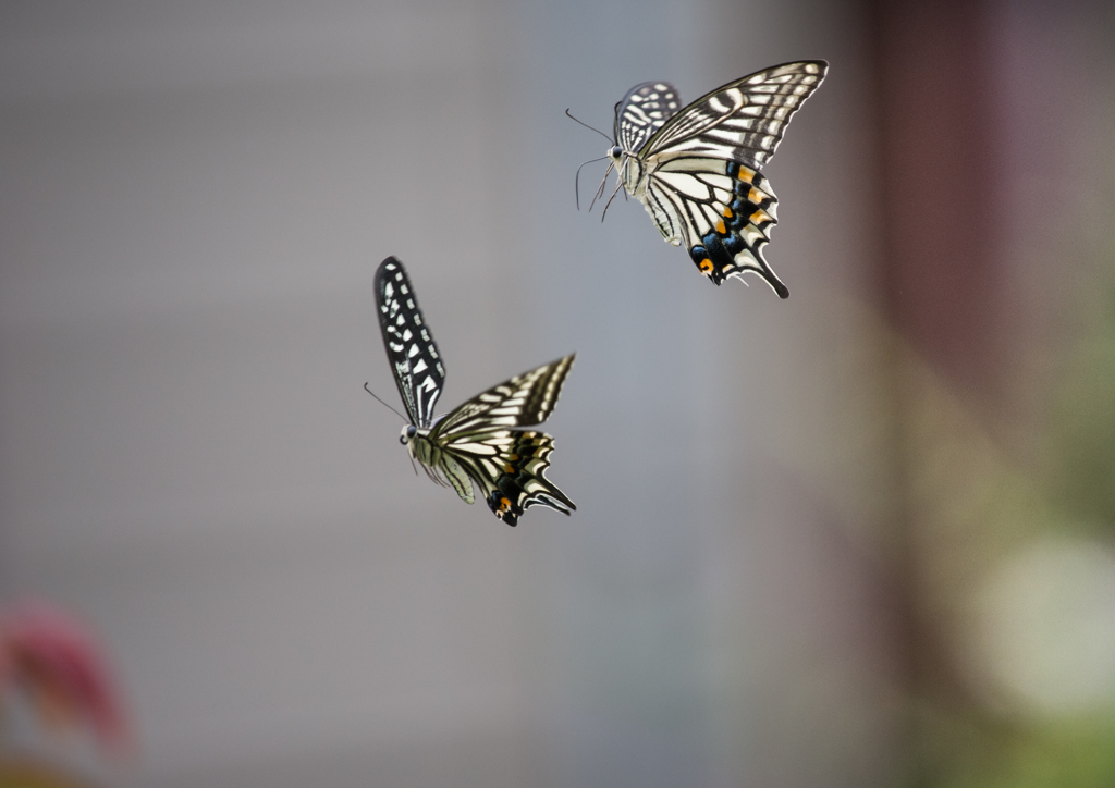 アゲハ二頭撮り/新・花・草木+α