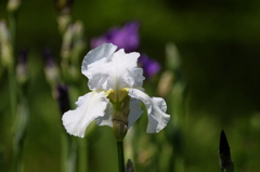 花３題の３/私的花・草木