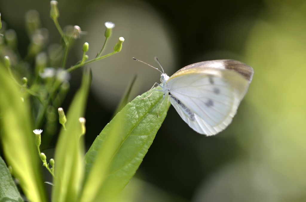 花・草木＋α/蝶３題①　白の麗人？