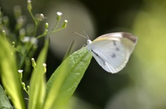 花・草木＋α/蝶３題①　白の麗人？