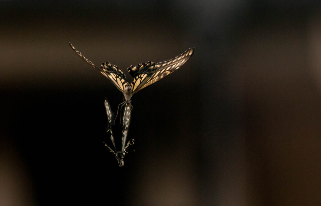 道端の二頭・４