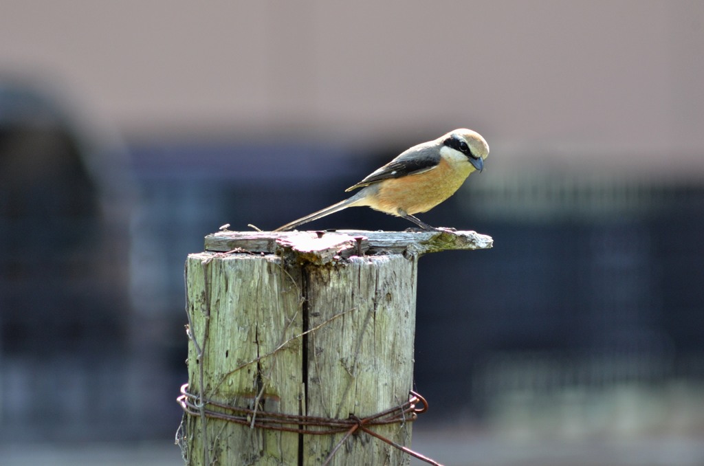 鳥が見てた！/私的スケッチ