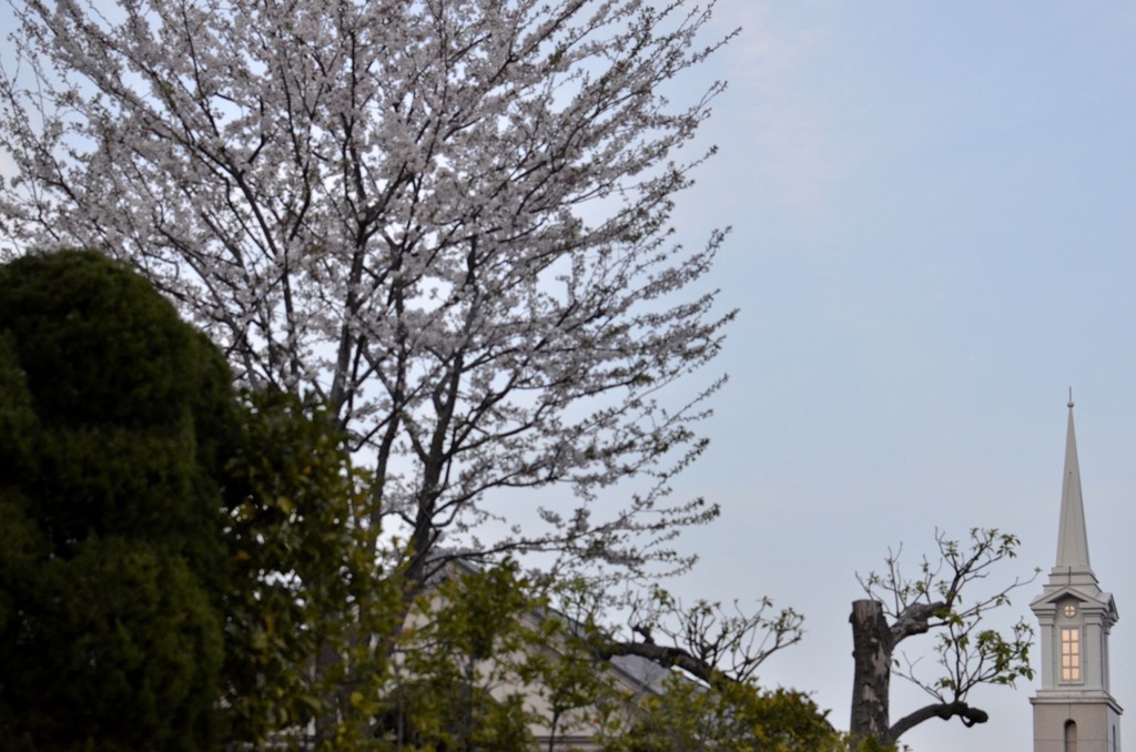 横浜/教会と桜・２