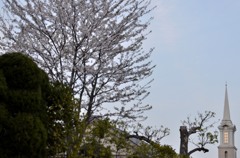 横浜/教会と桜・２