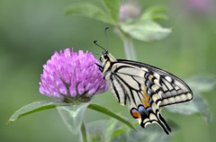 アゲハ…２題　①/花・草木＋α