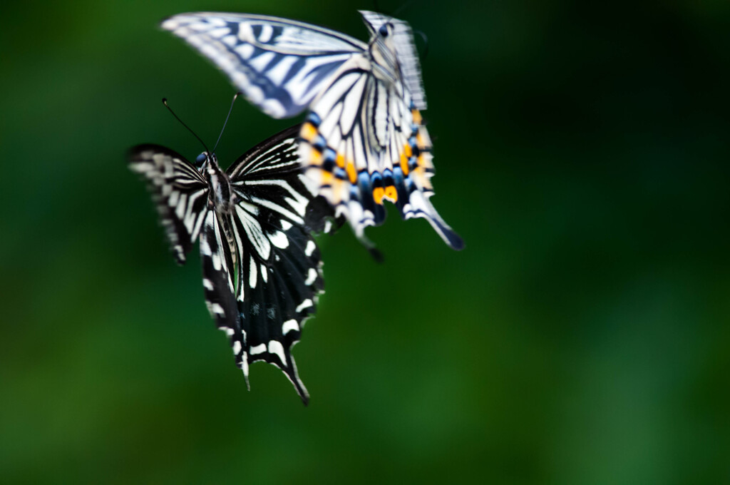 二頭のアゲハ・５