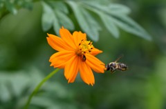 先客がいるな…/花・草木＋α