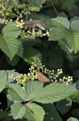 花・草木＋α/セセリ蝶３題　③