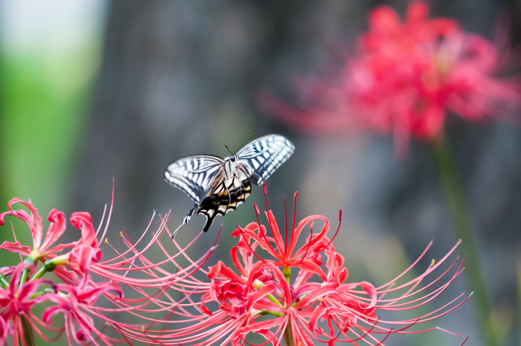 飛ぶアゲハ！/(新)◆花・草木＋α