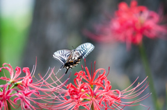 飛ぶアゲハ！/(新)◆花・草木＋α
