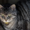 愛猫/私的猫