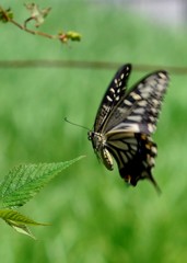 花・草木＋α/蝶の動感表現　続き①