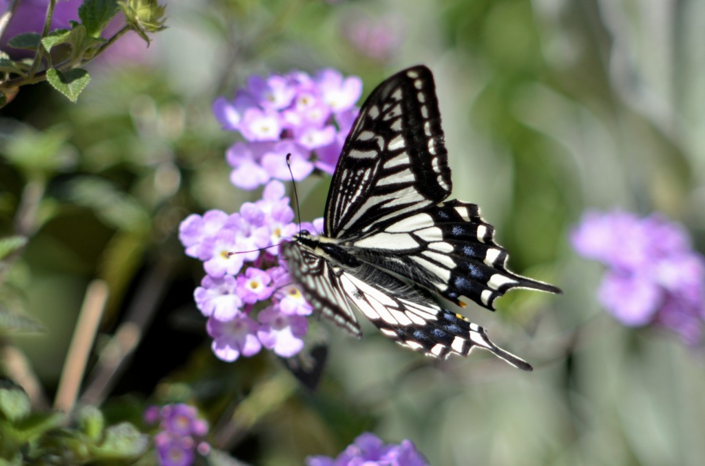 アゲハ三昧　４題③/花・草木＋α