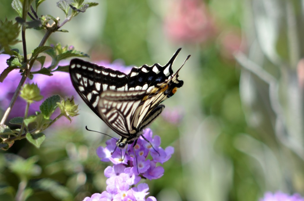 アゲハ三昧　４題②/花・草木＋α