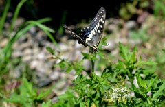 在庫処理・５　飛ぶアゲハ/花・草木＋α