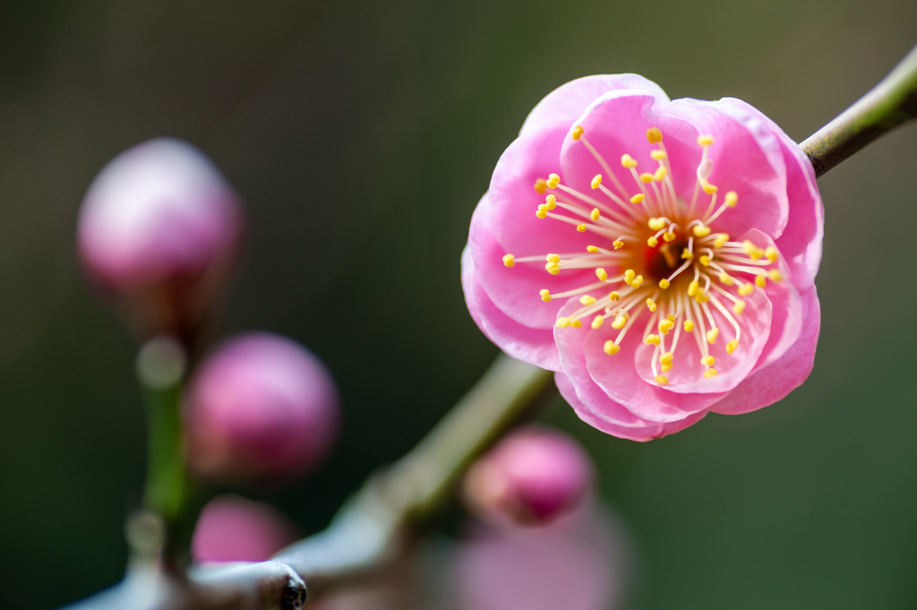 紅梅や・3まで / 写真句