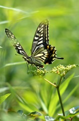 アゲハ４題　①/花・草木＋α