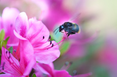 クマンバチ/（新）◆花・草木＋α