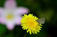 花・草木＋α/タンポポとシジミチョウ