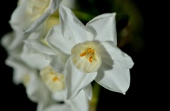 写真句/花・草木
