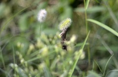花・草木＋α/　セセリ２題　②