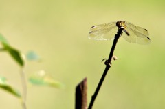 花・草木＋α/蜻蛉２題　①