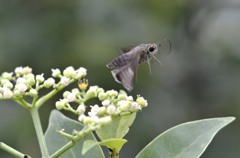 花・草木＋α/セセリ蝶３題　②