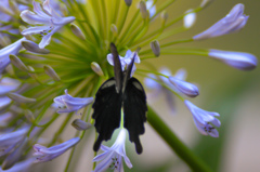 花に留まる黒チョウ/(新)◆花・草木＋α