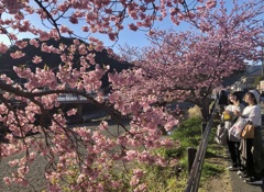 河津桜・2 / 私的花・草木